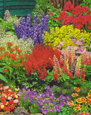 Buntes Stauden Paket