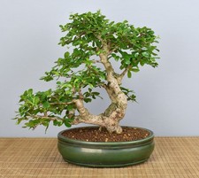 Bonsai Indoor, Fukientee