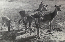 Heritage private photo from