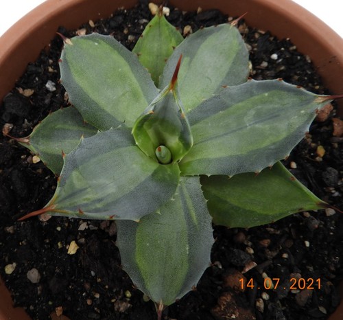 Ableger von agave - ableger,