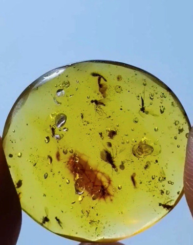 Bernstein fossil rund - bernstein,
