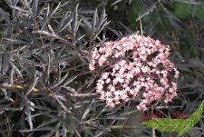 rotblättrig geschlitzter Duft Holunder Sambucus Black Lace rosa Blüte 80-100 cm