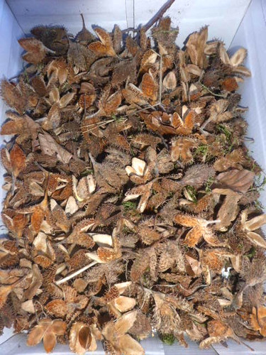 100 bucheckern hülsen - hülsen,