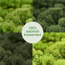 Islandmoos echtes natur moos - islandmoos,