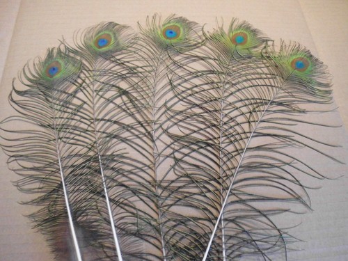 Pfauenfedern 65 cm - ,