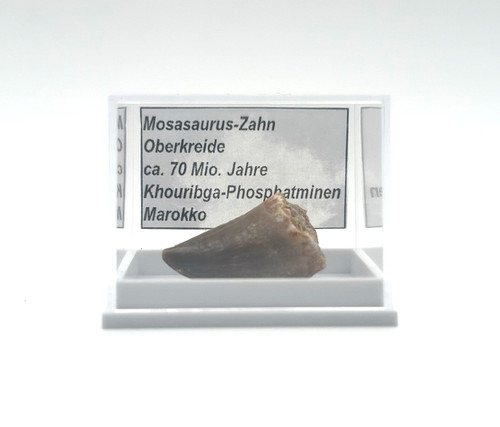 Schöner mosasaurus zahn - schöner,