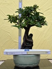 Joe Bonsai Japanischer Feuerdorn ohne Dornen Pyracantha 20 Jahre Schale Japan