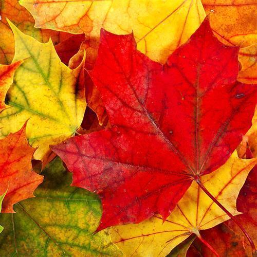 Servietten maple leaves - 20,