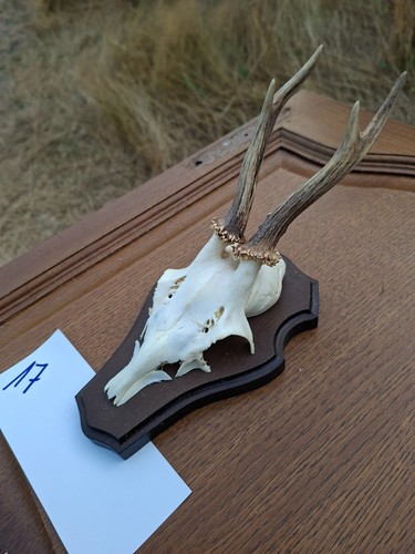 Rehbockgehörn auf holzschild - rehbockgehörn,