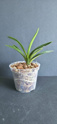 Orchidee neofinetia falcata - neofinetia,