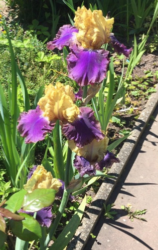 Schwertlilie iris bartiris - iris,,