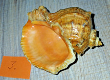 Echte Muschel7Schnecke  aus