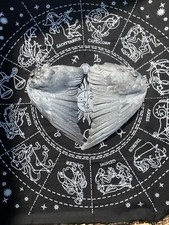 Federn Vogelflügel Taube