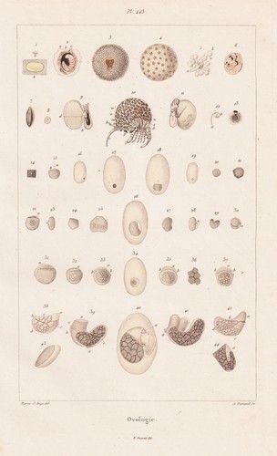 Ovologie vogel eggs eier - eggs,