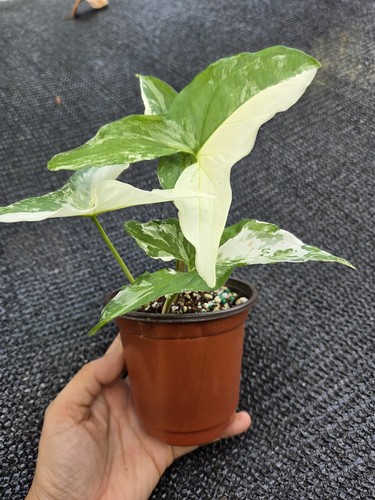 Syngonium albo variegated - syngonium, 6"