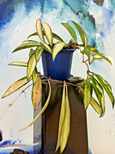 Hoya wayetii "Tricolor"