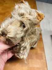 Alter Hund  Mit Lederhalsband