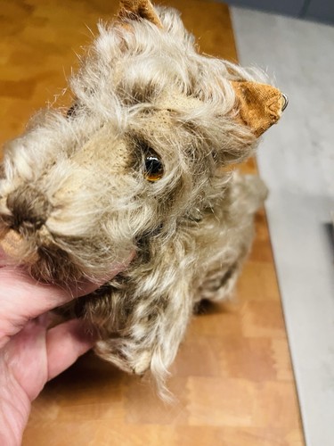 Alter hund mit lederhalsband - hund,