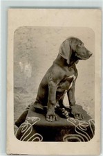 39294447 - Weimaraner Welpe