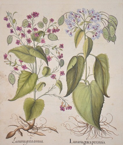 Lunaria graeca perennis - i., /