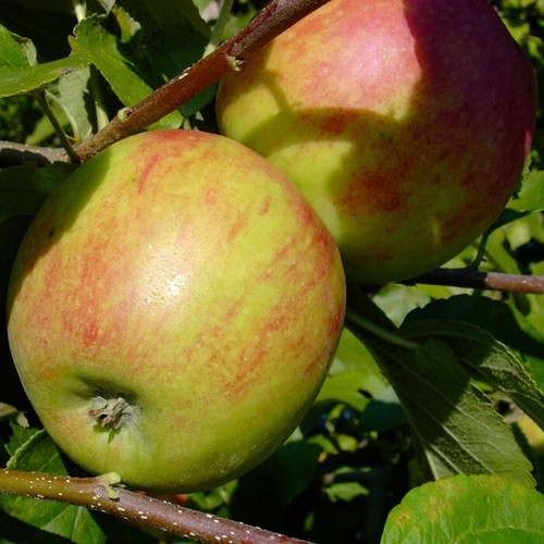 Geheimrat oldenburg - dr.,