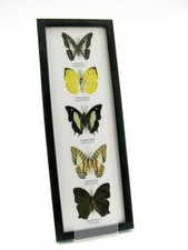 5 echte präparierte