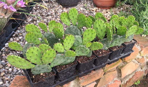 Opuntia humifusa meran sehr - "meran",