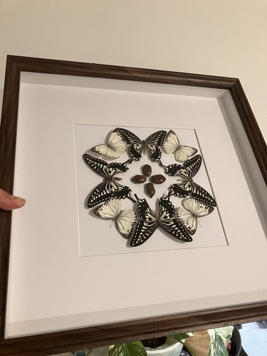 Gerahmter schmetterling - schmetterling, |