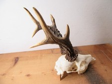 Kapitales Rehgeweih 426 g