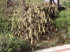 Hasselnuss Äste ,Korkenzieher