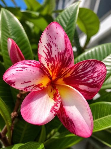 Sale2757 plumeria rubra pink - sale2757,