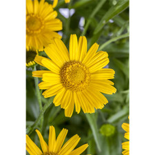 Buphthalmum salicifolium