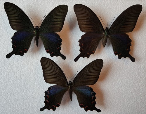 Papilio dehaanii - , (bianor)