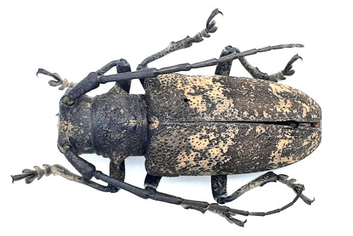 Cerambycidae lamiomimus - cerambycidae,,