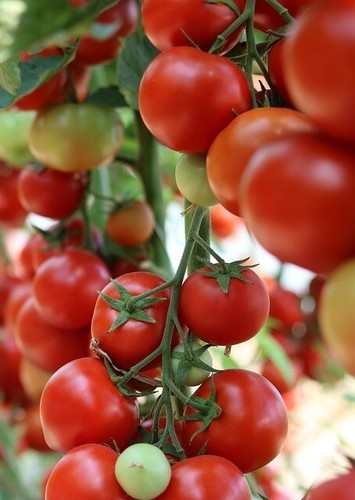 Honig tomaten immergrüner - honig-tomaten,