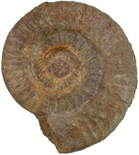 Lias  Hildoceras bifrons