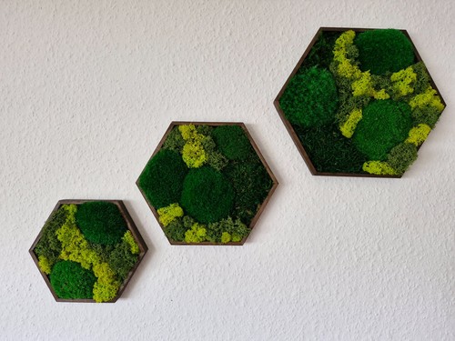 Hexagon 3er set moosbild - hexagon, 3er-set