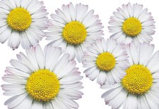 Blumen aufkleber - blumen,