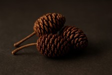 Erlenzapfen 100 Stk. Aquarium