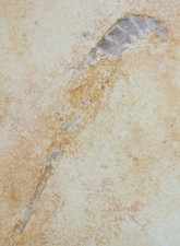 Malm  Mecochirus longimanatus  Panzerkrebs  Krebs  Plattenkalk  Solnhofen  W23-8