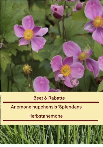 Anemone hupehensis