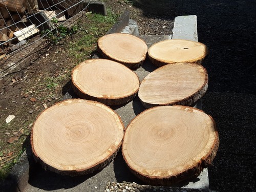 Baumscheibe xxl eiche - baumscheibe,