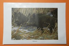 Wildschwein Sus scrofa