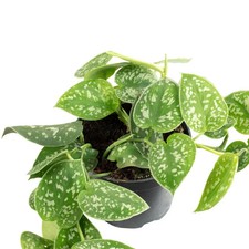 Scindapsus pictus arguraeus/