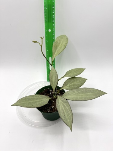 Hoya nicholsoniae new - hoya,