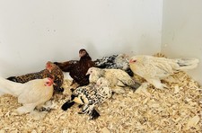 Bruteier - Federfüßige