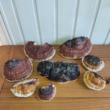 7 Stk. Baumpilze - Floristik -