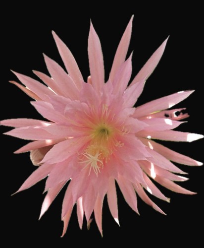 Pink plumes 39cm - ~39cm, sehr