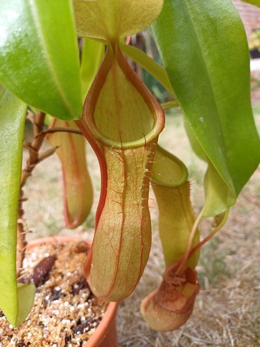 Nepenthes linda seitentrieb - x,