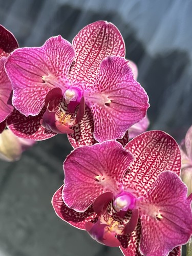 Orchidee phalaenopsis kimono - orchidee,